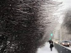 В Москве рухнуло 13 000 деревеьев, в Подмосковье введен режим ЧС