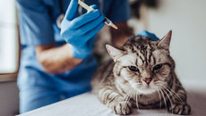 Первая в мире вакцина против COVID-19 для животных создана в России