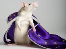 Протест выбрал крысиного короля