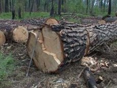 За крупную контрабанду леса лидера ЛДПР в Забайкалье осудили условно