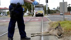 Полицейский расстрелял кенгуру перед ребенком