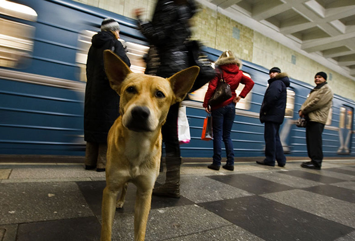 Можно ездить на собаке. Бездомные собаки в Московском метро. Бродячие собаки в метро Москвы. Бездомная собака в метро. Спасение собаки в Московском метрополитене.