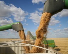 Крупные компании отказались покупать российскую пшеницу