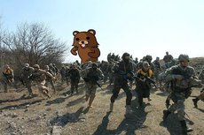 Медвежонка расстреляли за срыв учений НАТО