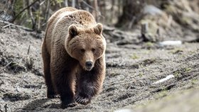 В Красноярском крае застрелили напавшего на людей медведя