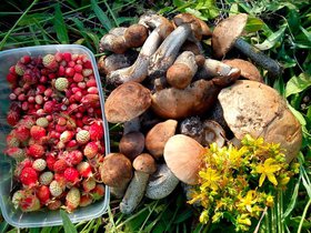 Минприроды РФ заявило об отсутствии запрета на сбор грибов и ягод