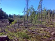 Иск к защитникам Химкинского леса отозван